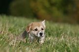 CORGI PEMBROKE 1065